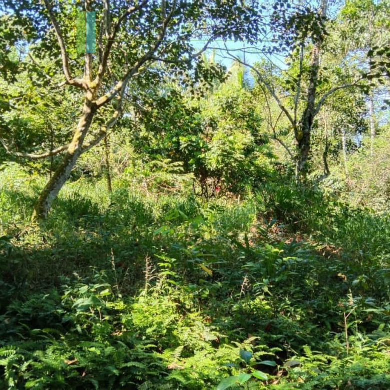 Paddy-view building plot near Galle