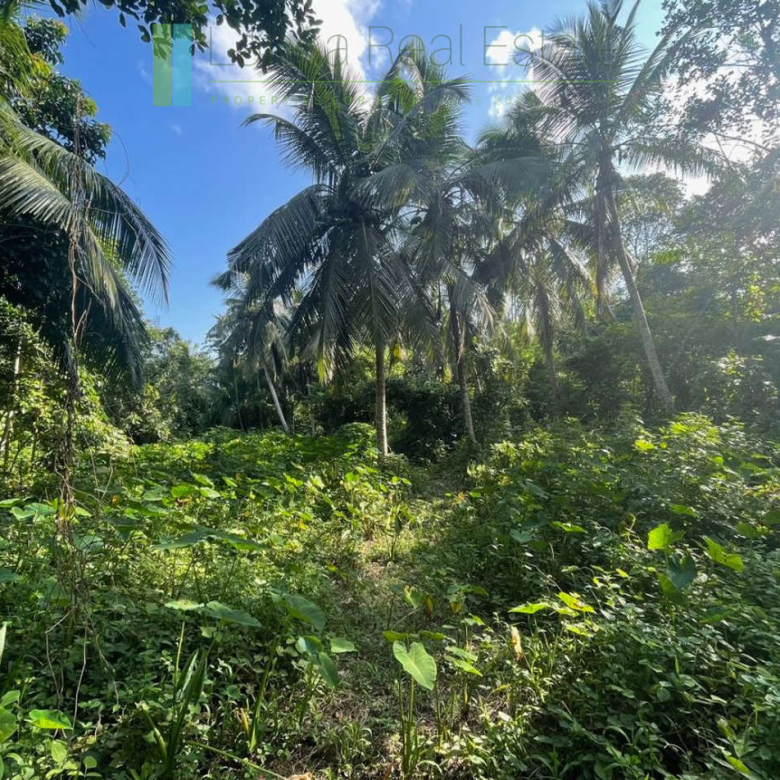 Paddy-view building plot near Galle