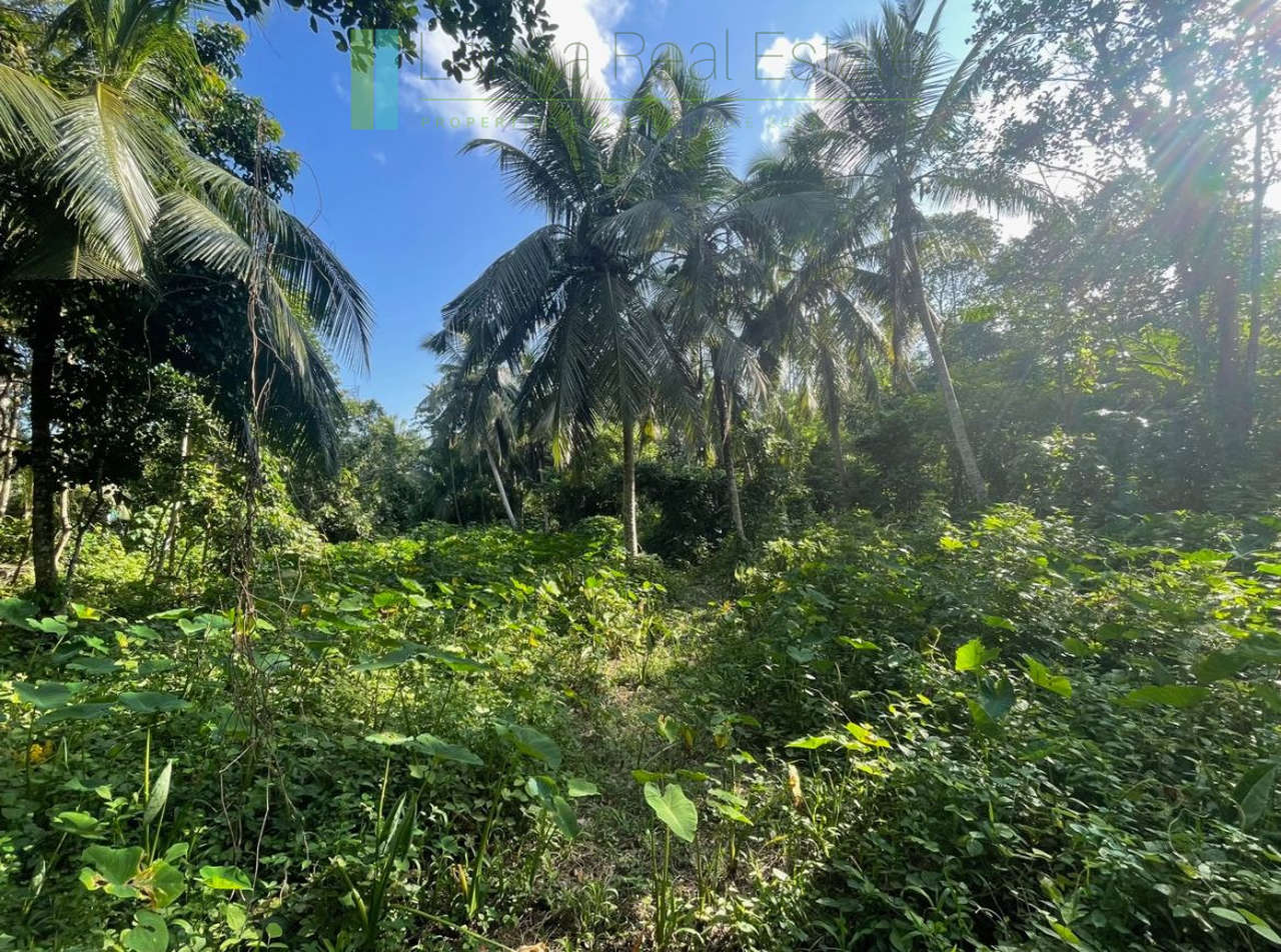 Paddy-view building plot near Galle