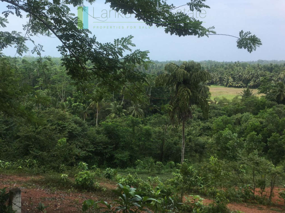 Elevated paddy-view two acres in Ginigala