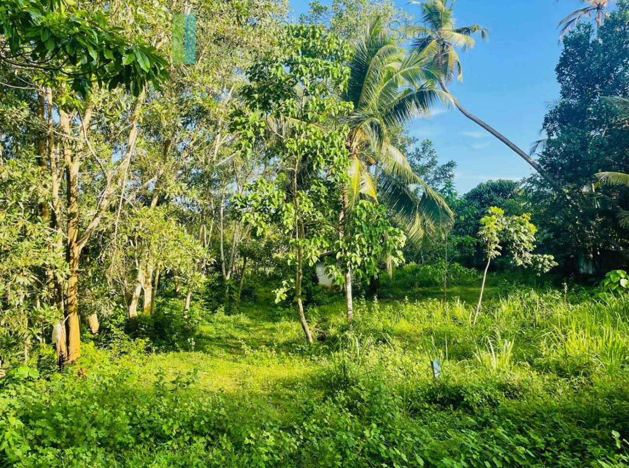 Elevated paddy-view two acres in Ginigala