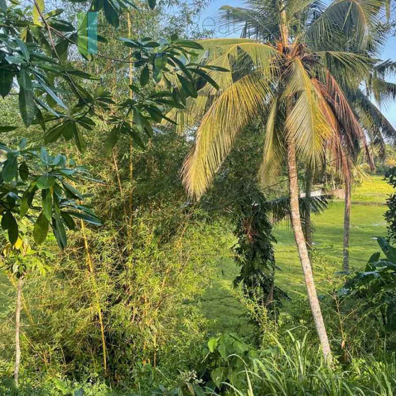 Elevated paddy-view two acres in Ginigala