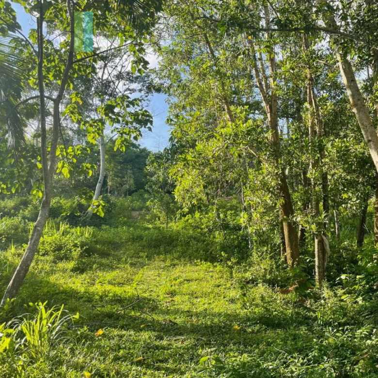 Elevated paddy-view two acres in Ginigala