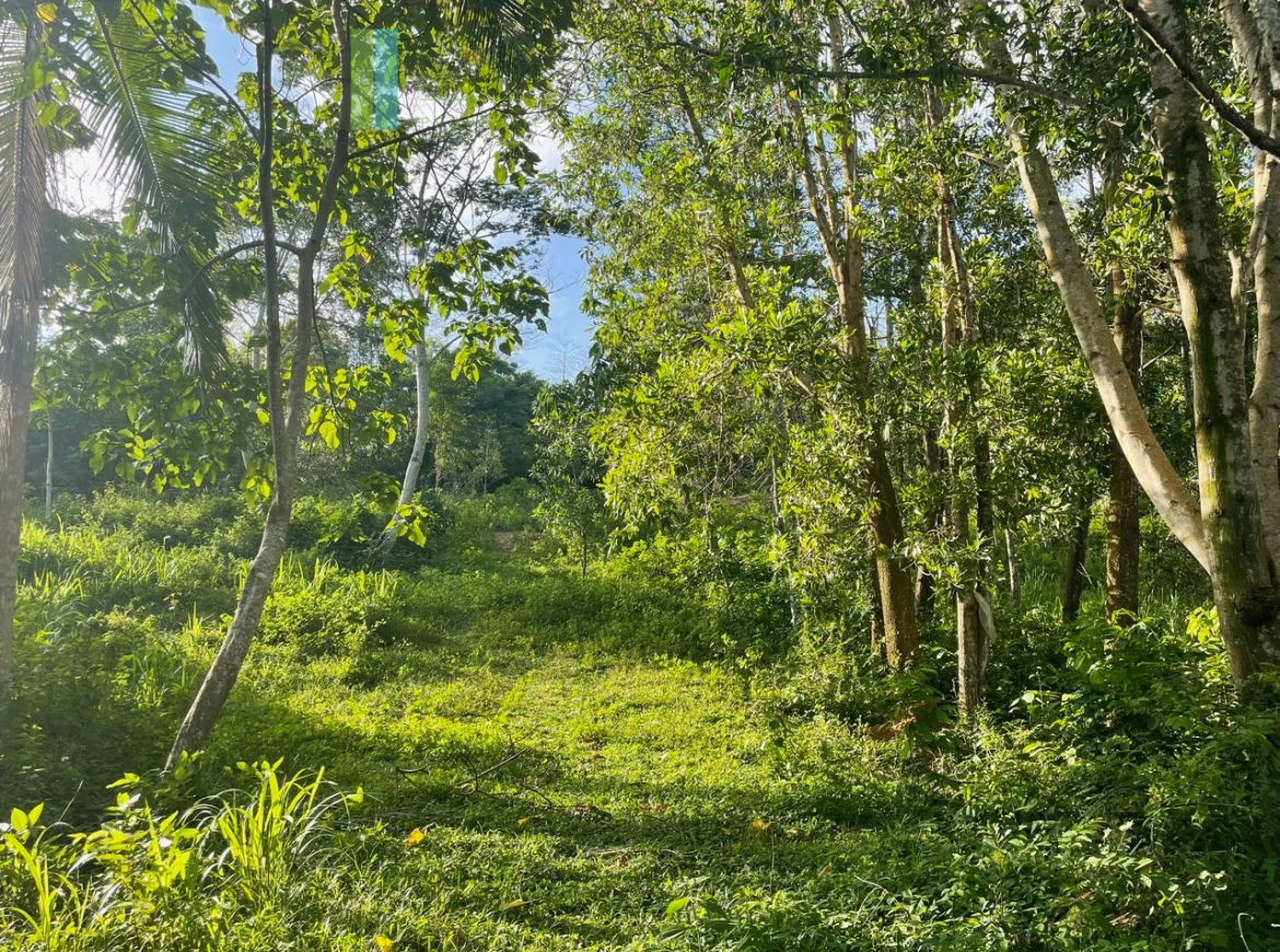 Elevated paddy-view two acres in Ginigala