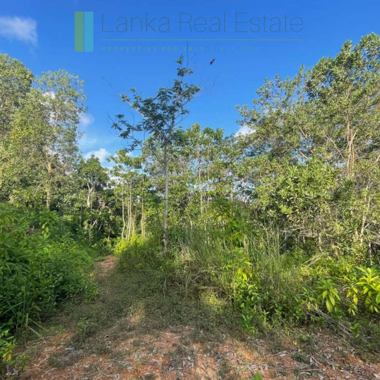 Elevated paddy-view two acres in Ginigala