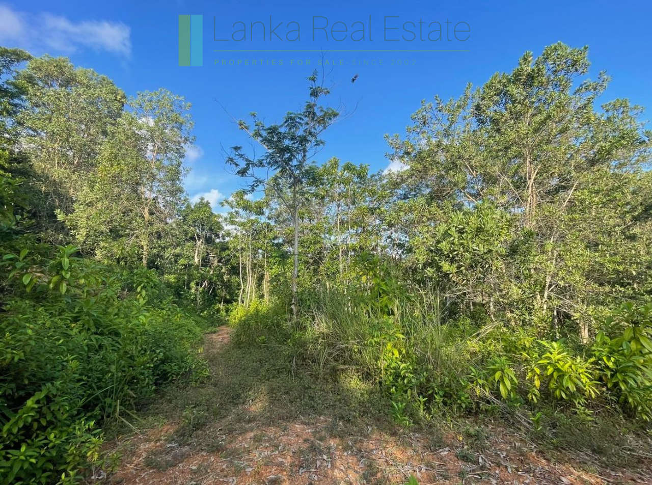 Elevated paddy-view two acres in Ginigala