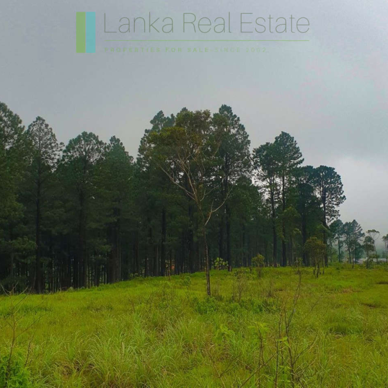 Fifteen acres between Kandy and Nuwara Eliya