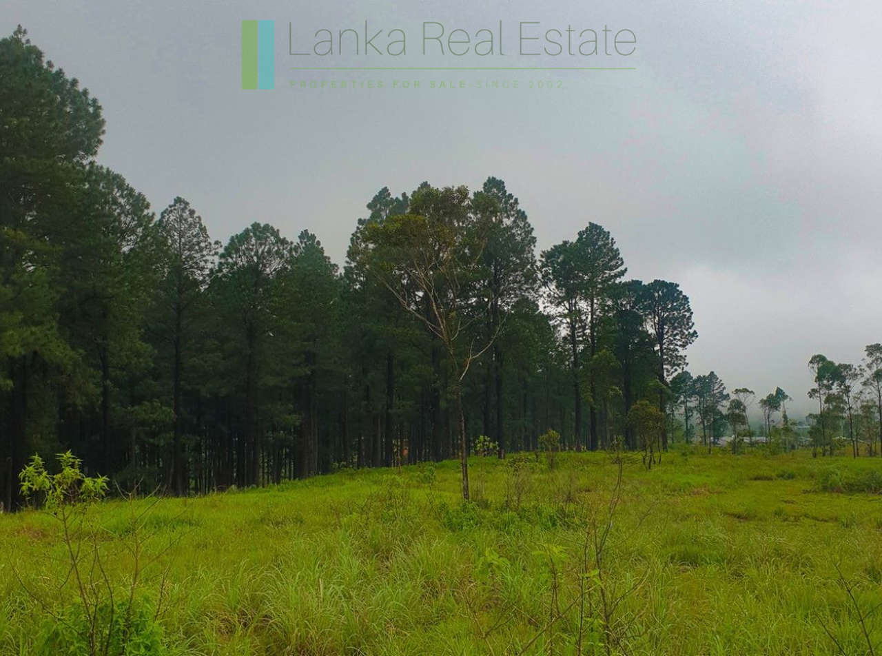 Fifteen acres between Kandy and Nuwara Eliya