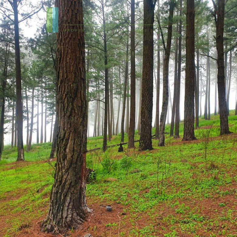 Fifteen acres between Kandy and Nuwara Eliya