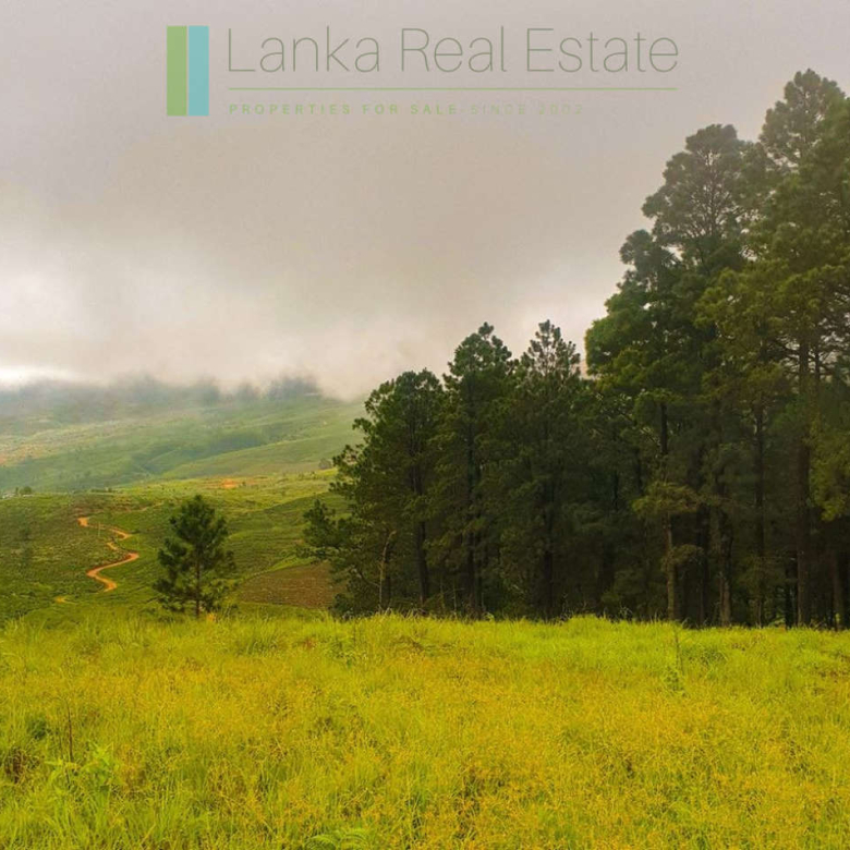 Fifteen acres between Kandy and Nuwara Eliya