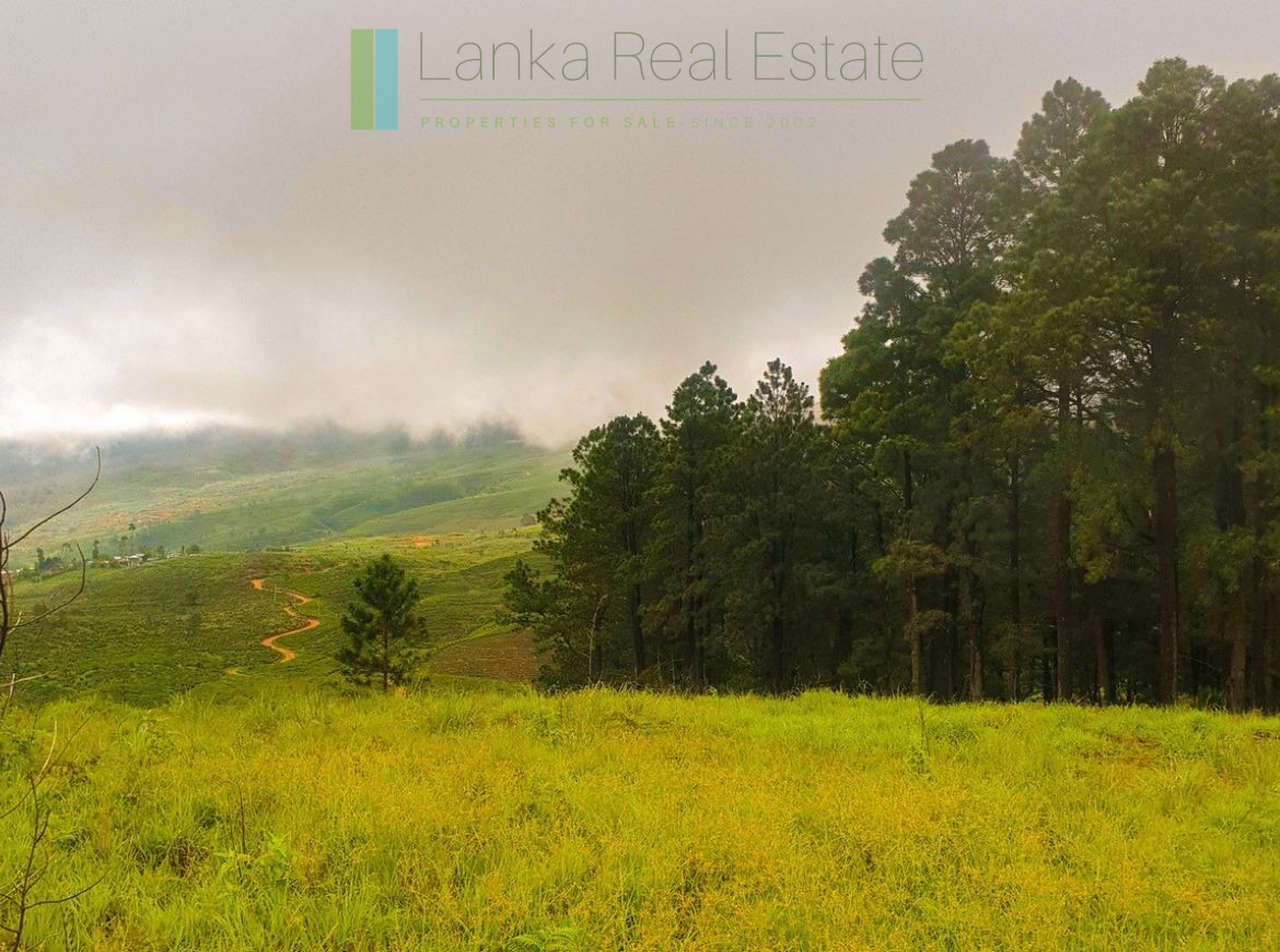 Fifteen acres between Kandy and Nuwara Eliya