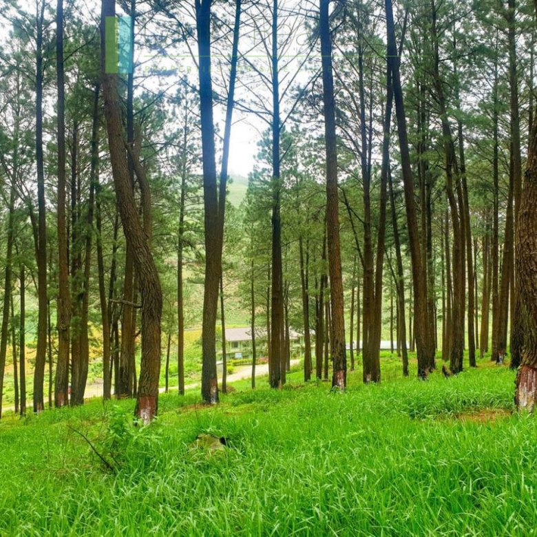 Fifteen acres between Kandy and Nuwara Eliya