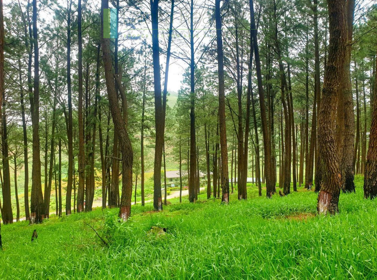 Fifteen acres between Kandy and Nuwara Eliya