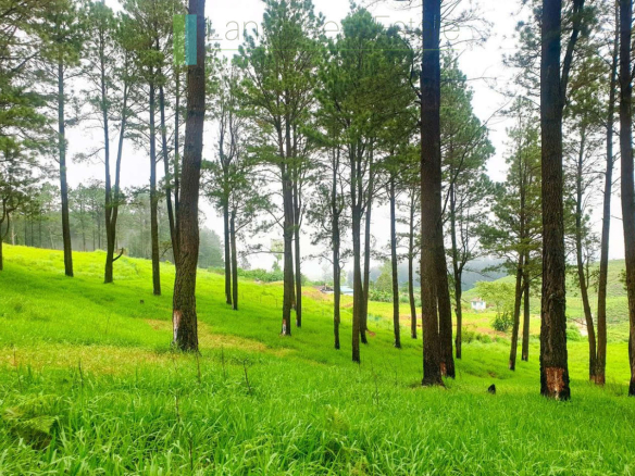 Fifteen acres between Kandy and Nuwara Eliya
