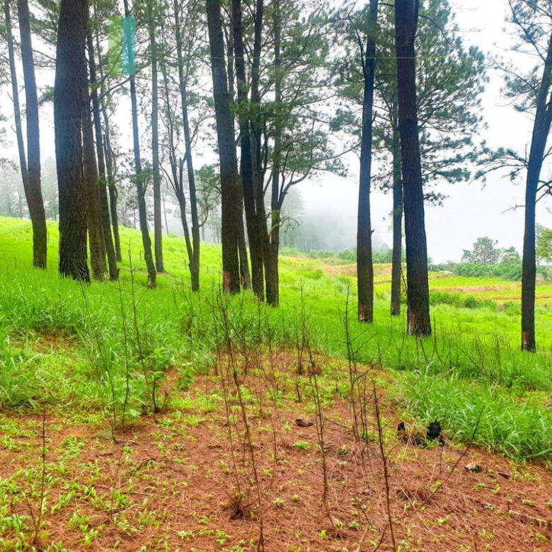 Fifteen acres between Kandy and Nuwara Eliya