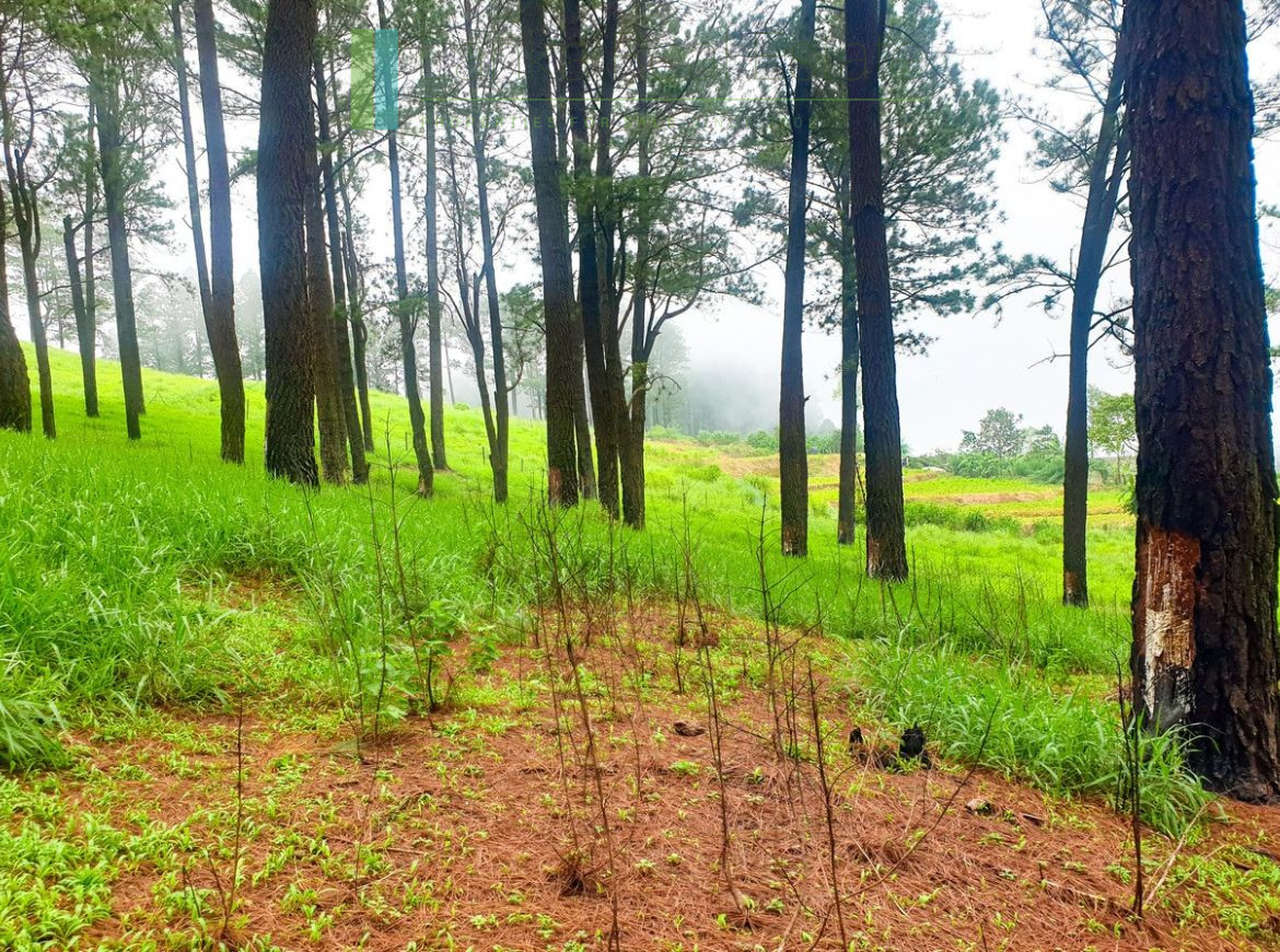Fifteen acres between Kandy and Nuwara Eliya