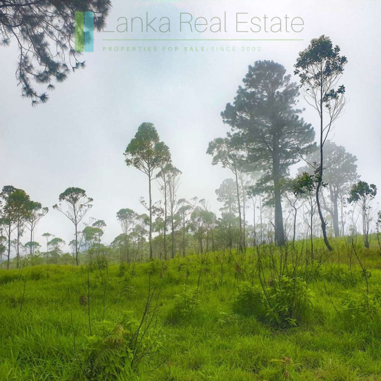 Fifteen acres between Kandy and Nuwara Eliya