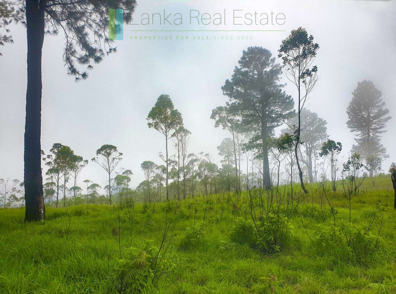 Fifteen acres between Kandy and Nuwara Eliya