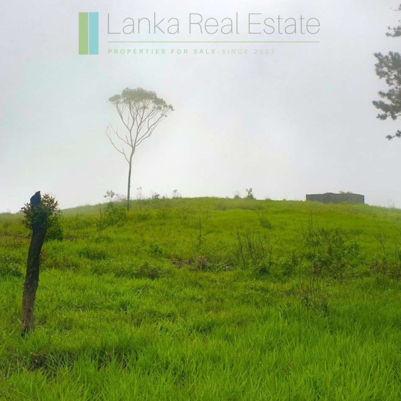 Fifteen acres between Kandy and Nuwara Eliya