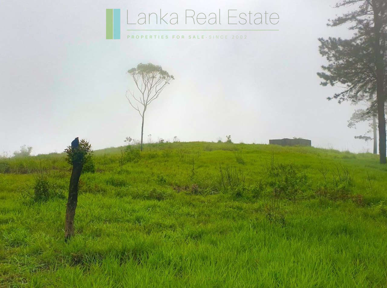 Fifteen acres between Kandy and Nuwara Eliya