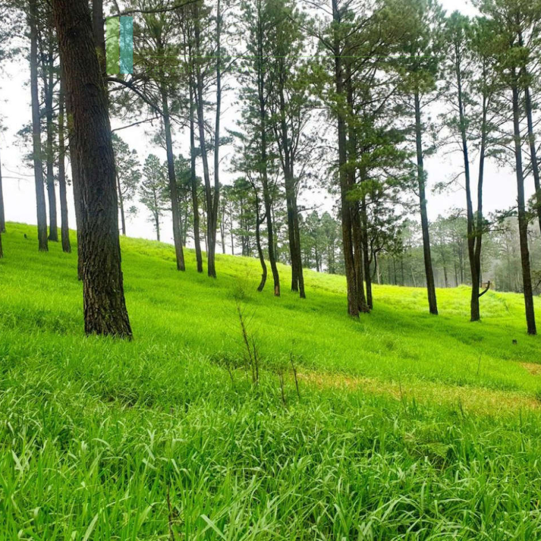 Fifteen acres between Kandy and Nuwara Eliya