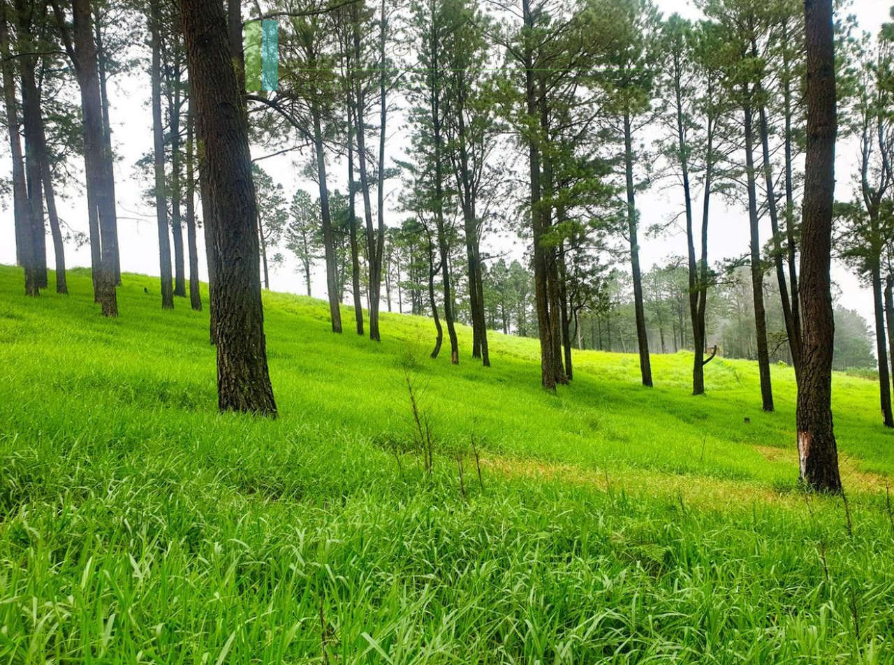 Fifteen acres between Kandy and Nuwara Eliya