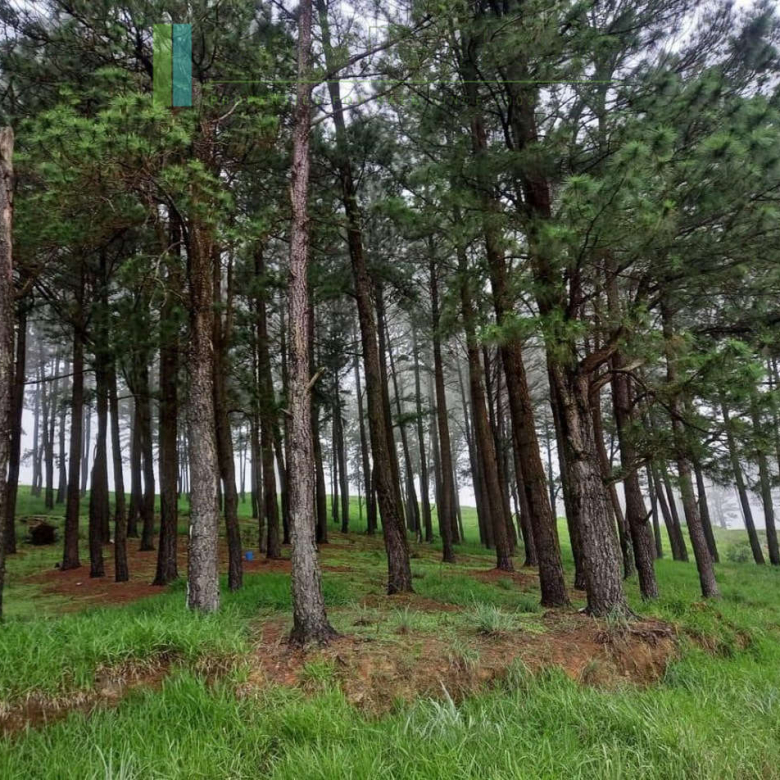 Fifteen acres between Kandy and Nuwara Eliya