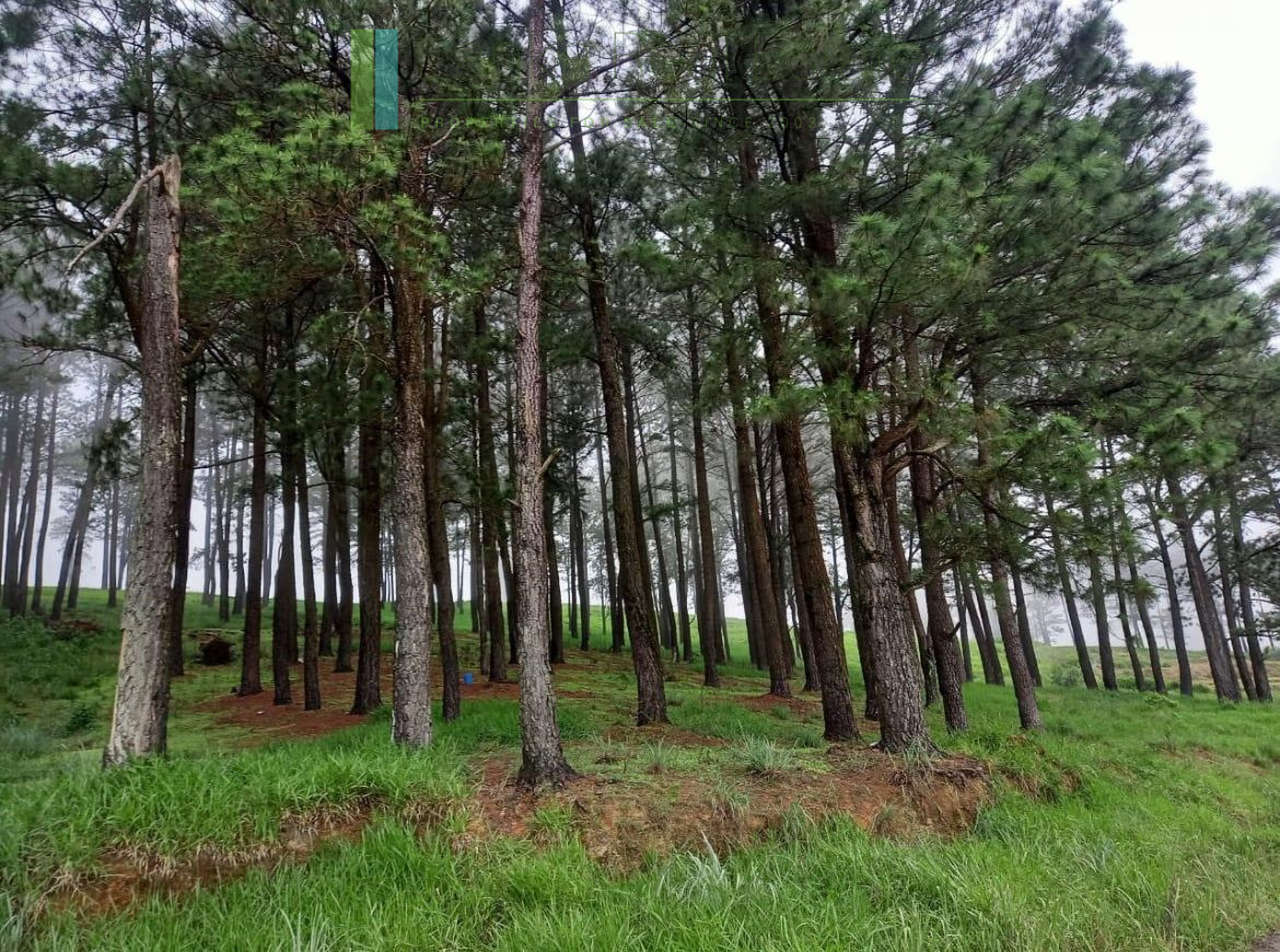 Fifteen acres between Kandy and Nuwara Eliya