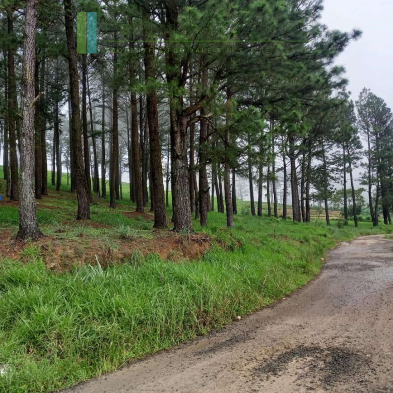 Fifteen acres between Kandy and Nuwara Eliya