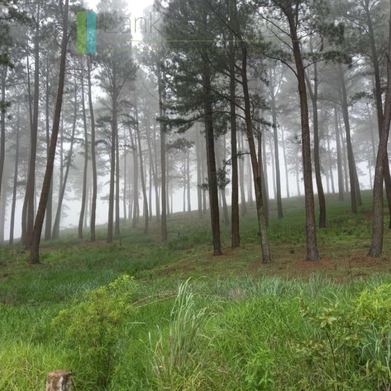 Fifteen acres between Kandy and Nuwara Eliya