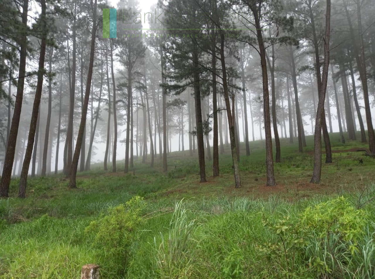Fifteen acres between Kandy and Nuwara Eliya