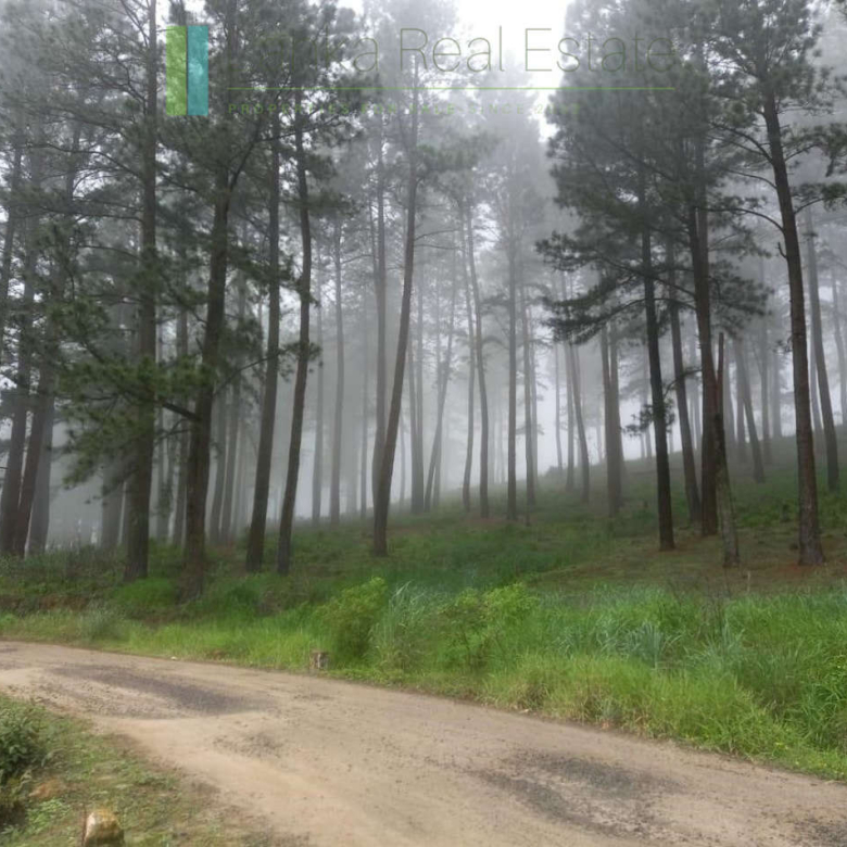Fifteen acres between Kandy and Nuwara Eliya