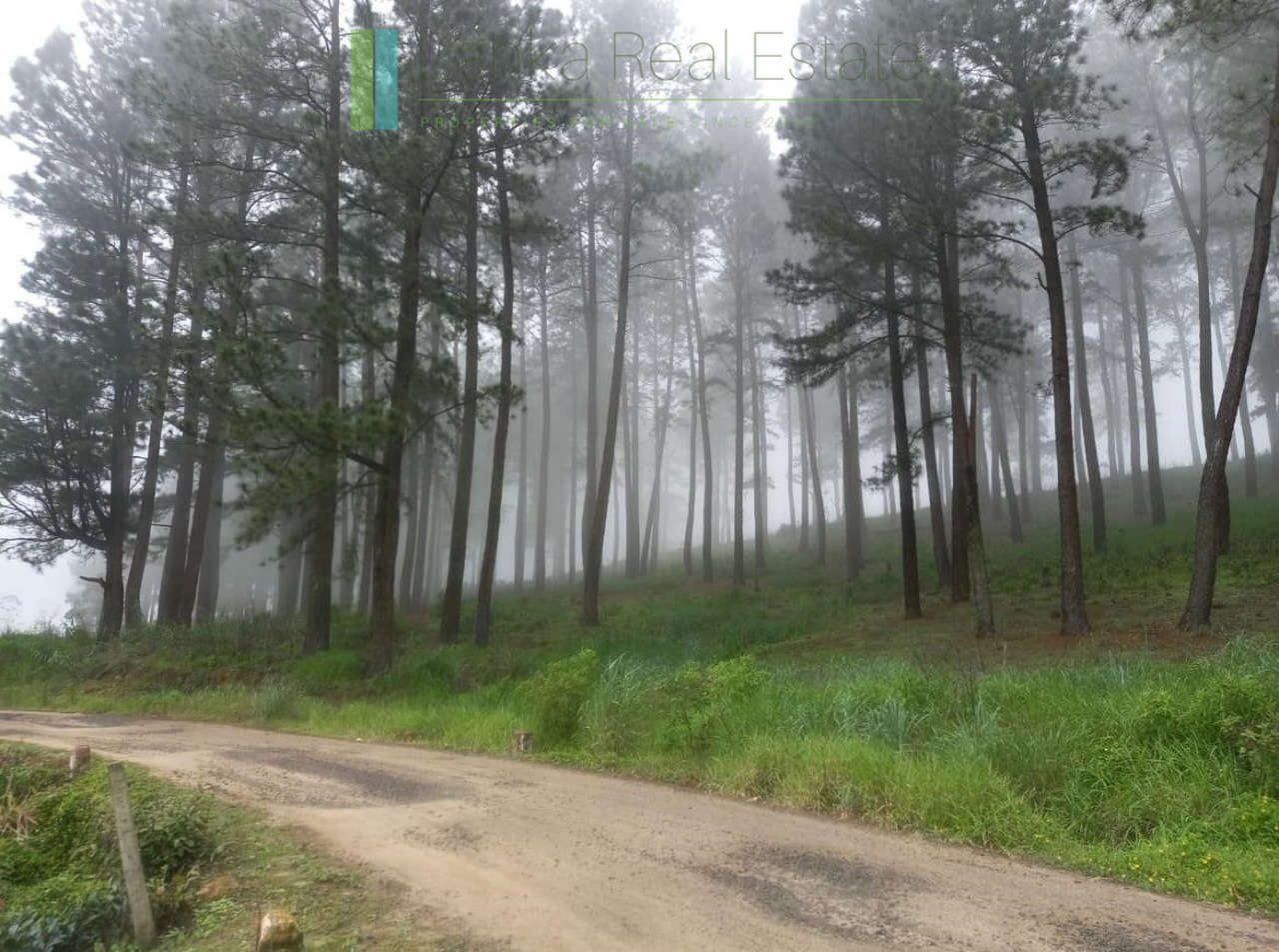 Fifteen acres between Kandy and Nuwara Eliya