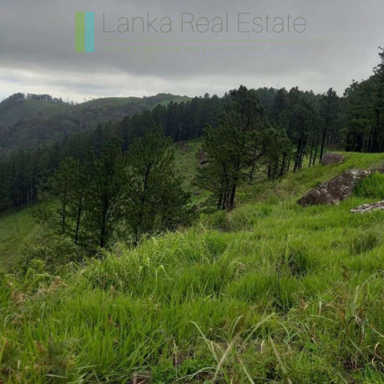 Fifteen acres between Kandy and Nuwara Eliya