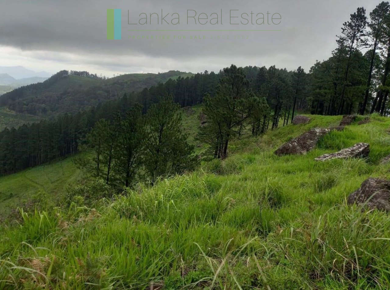 Fifteen acres between Kandy and Nuwara Eliya