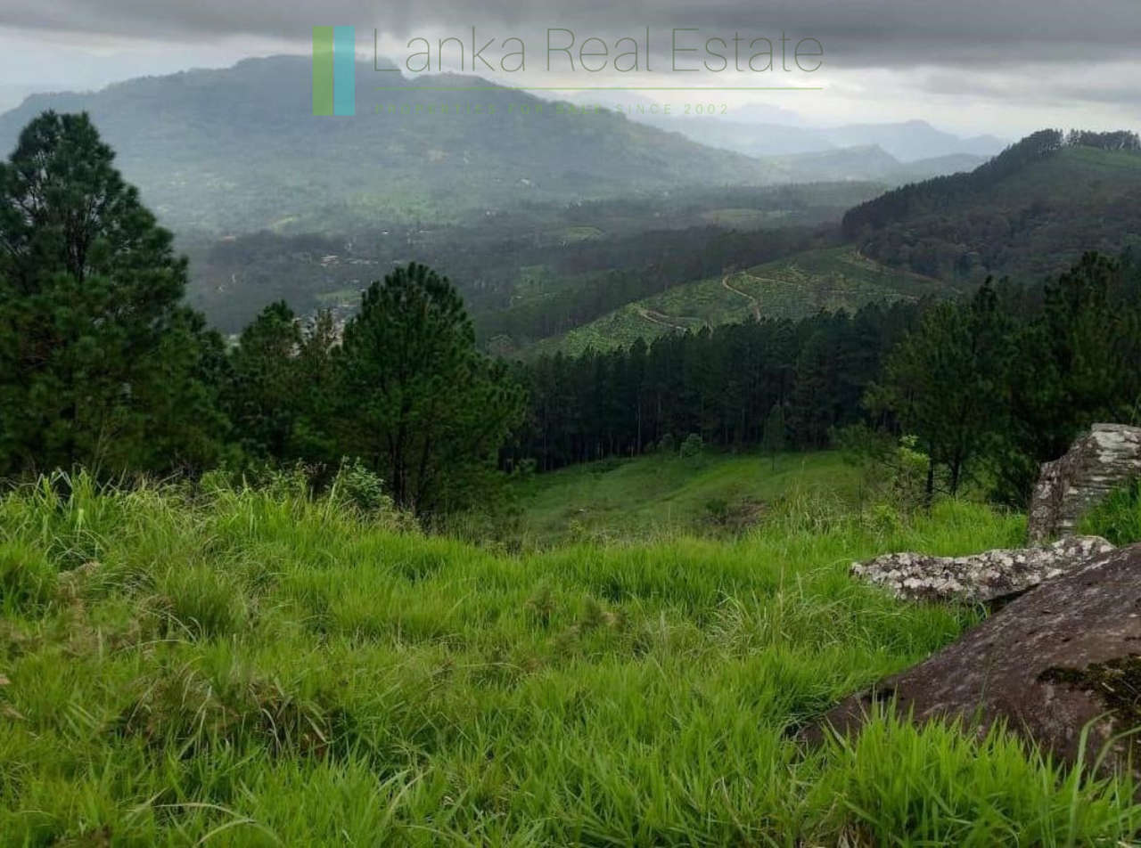 Fifteen acres between Kandy and Nuwara Eliya