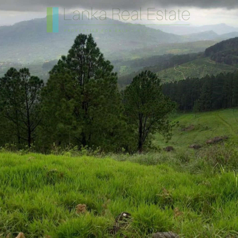 Fifteen acres between Kandy and Nuwara Eliya