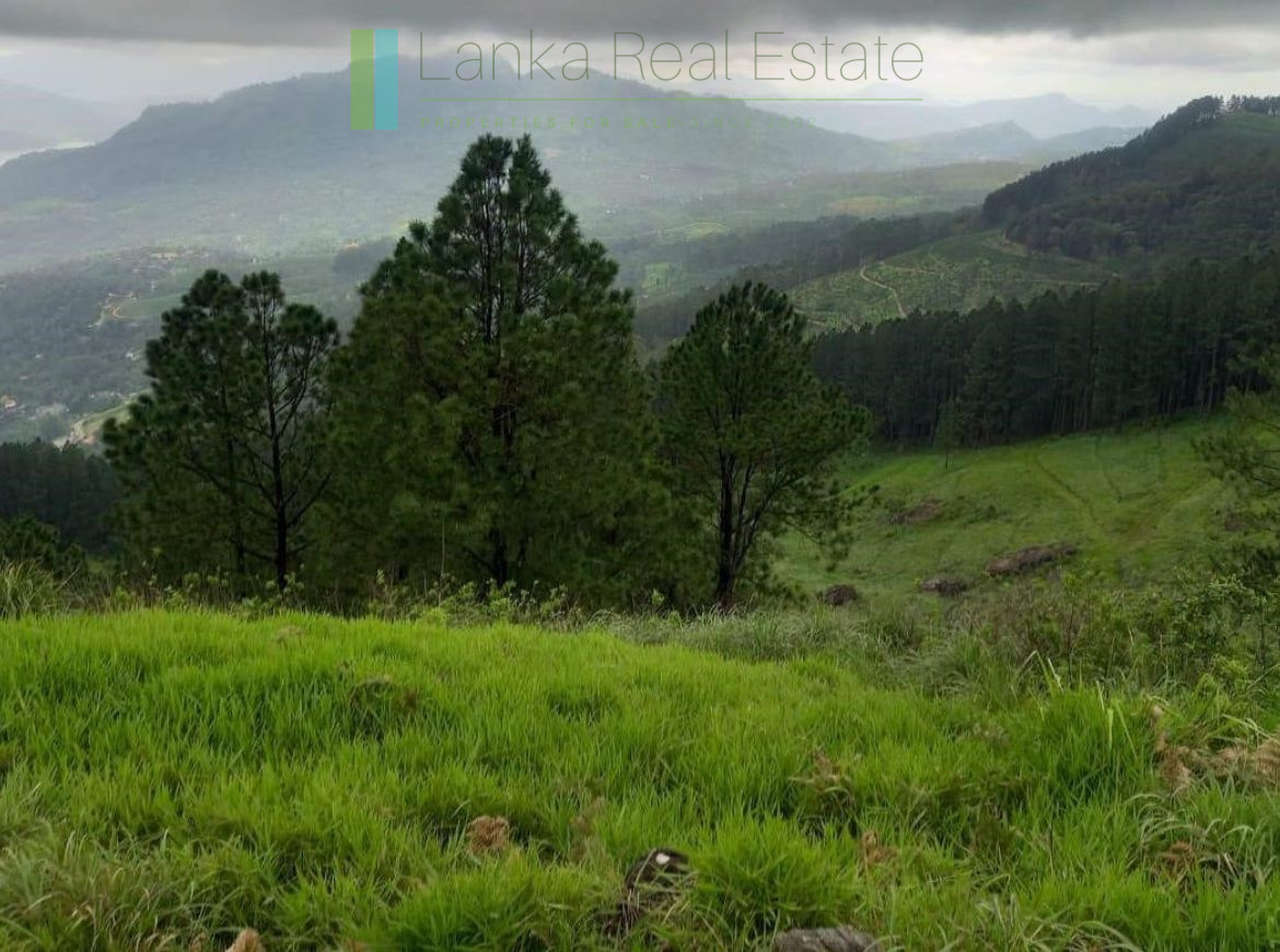 Fifteen acres between Kandy and Nuwara Eliya