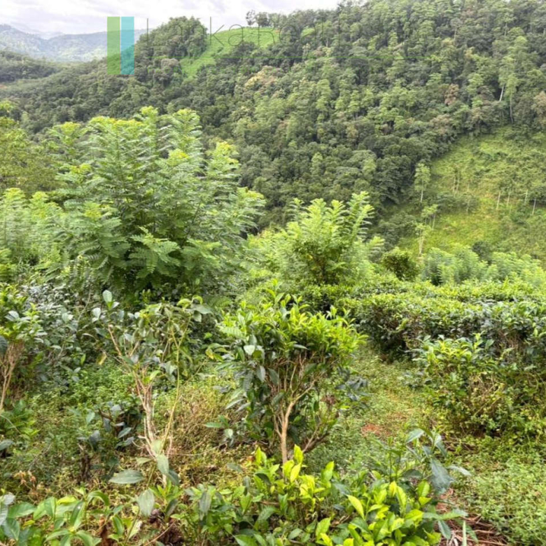 Thirty acre tea and cinnamon estate