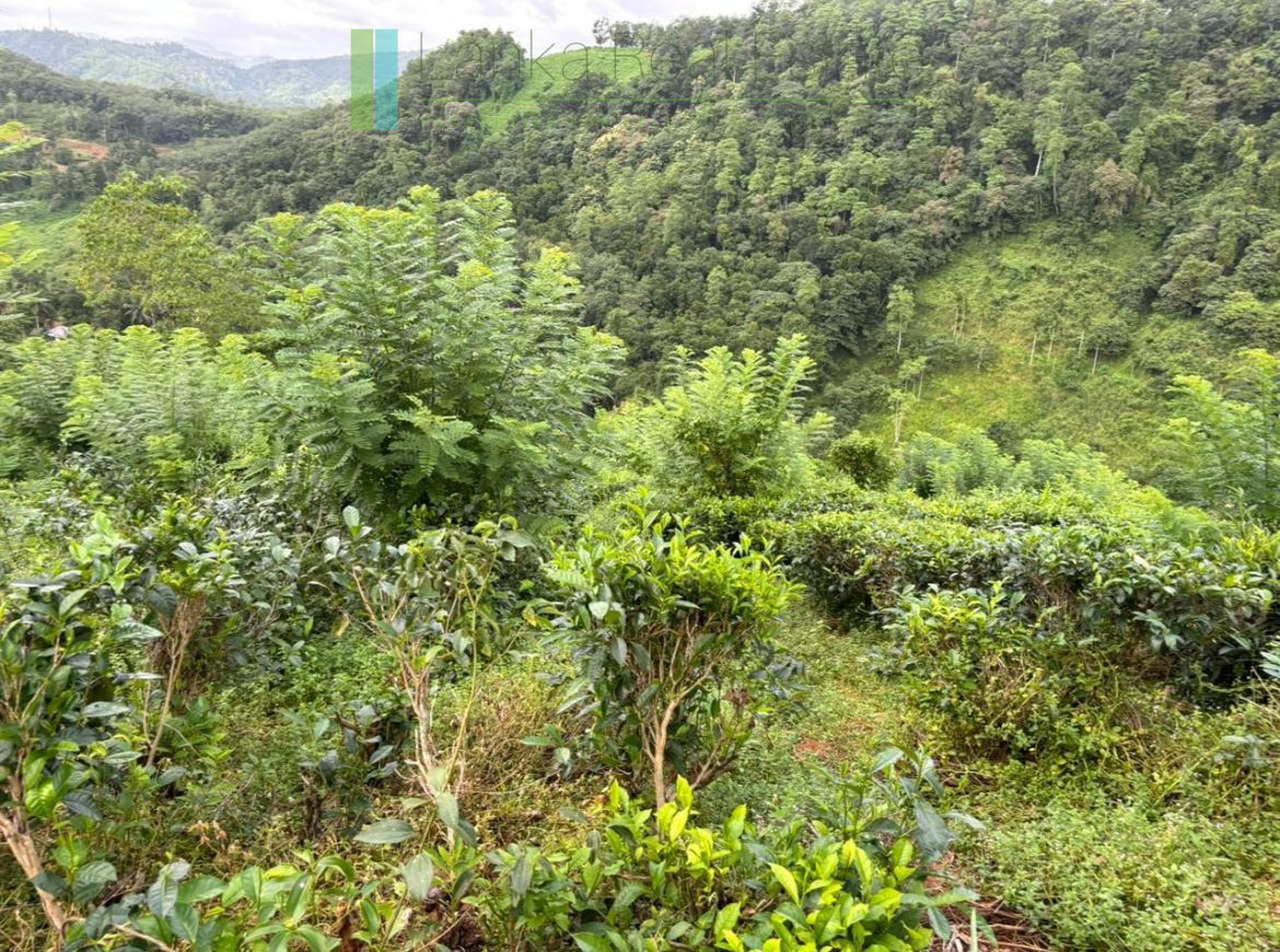 Thirty acre tea and cinnamon estate