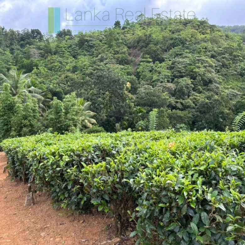 Thirty acre tea and cinnamon estate