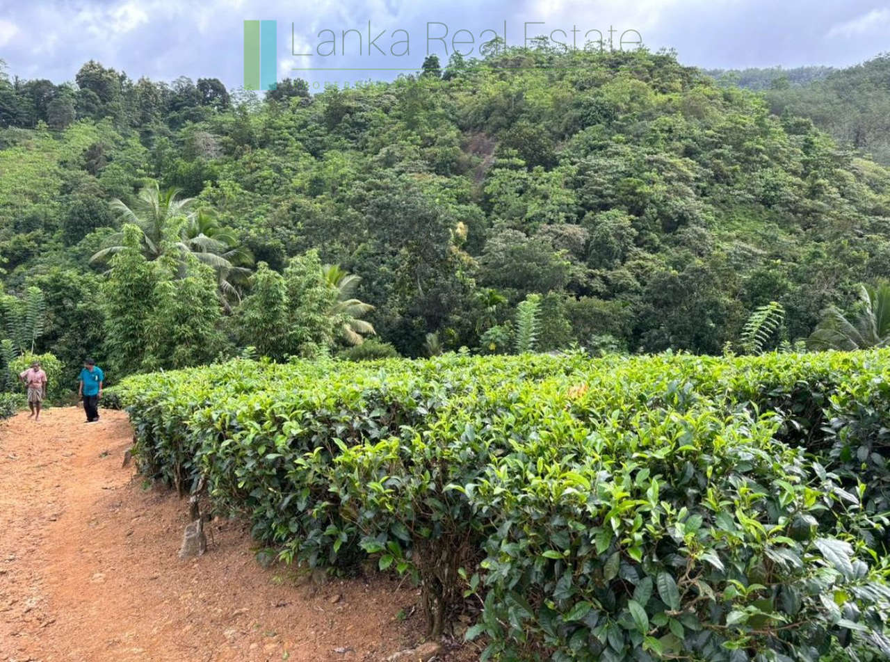 Thirty acre tea and cinnamon estate