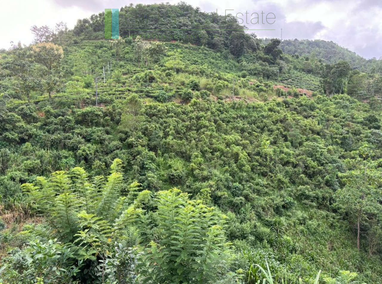 Thirty acre tea and cinnamon estate