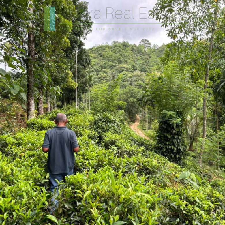 Thirty acre tea and cinnamon estate