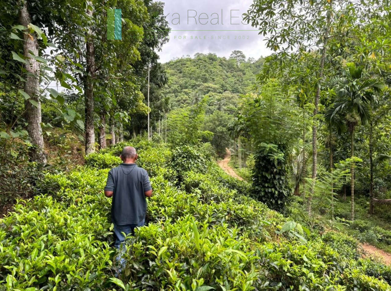 Thirty acre tea and cinnamon estate