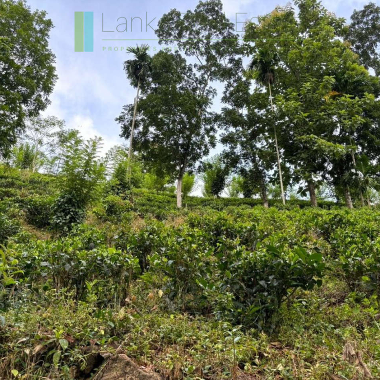 Thirty acre tea and cinnamon estate