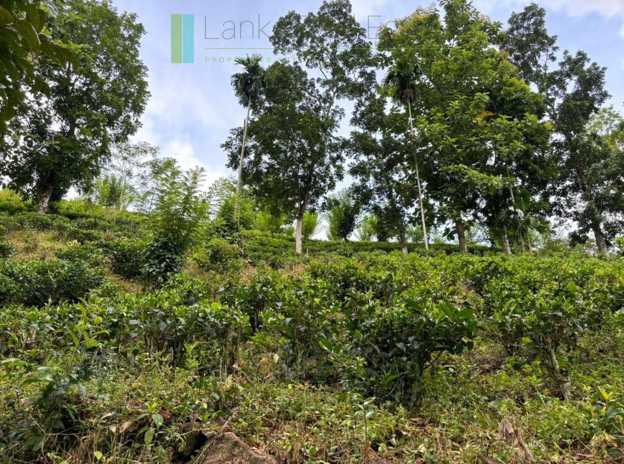 Thirty acre tea and cinnamon estate