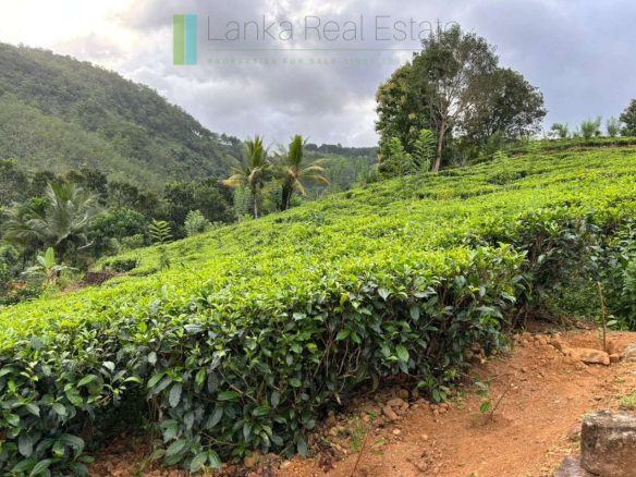 Thirty acre tea and cinnamon estate