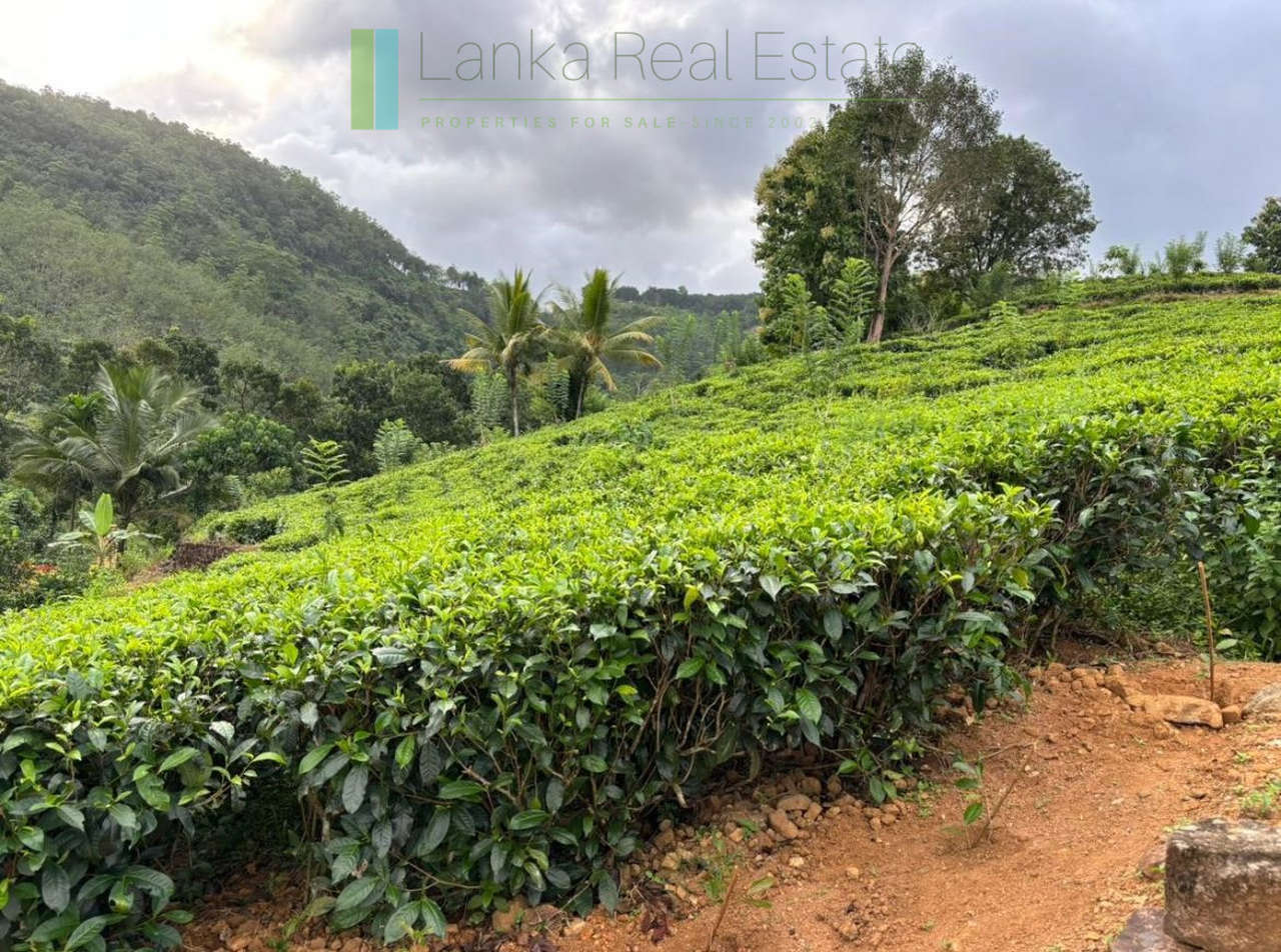 Thirty acre tea and cinnamon estate