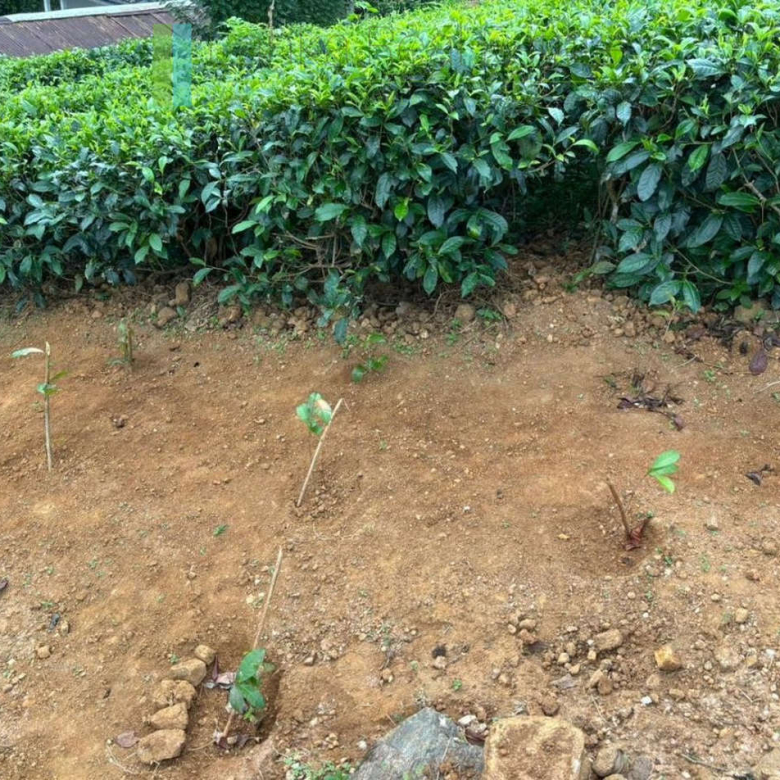 Thirty acre tea and cinnamon estate